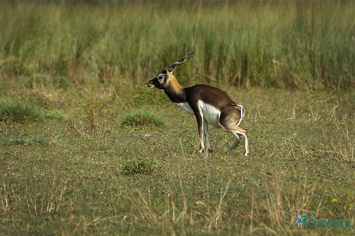 Krishnasar_Blackbuck_Bardiya_NPL_PCT-(9)-ink-1762147460.jpeg