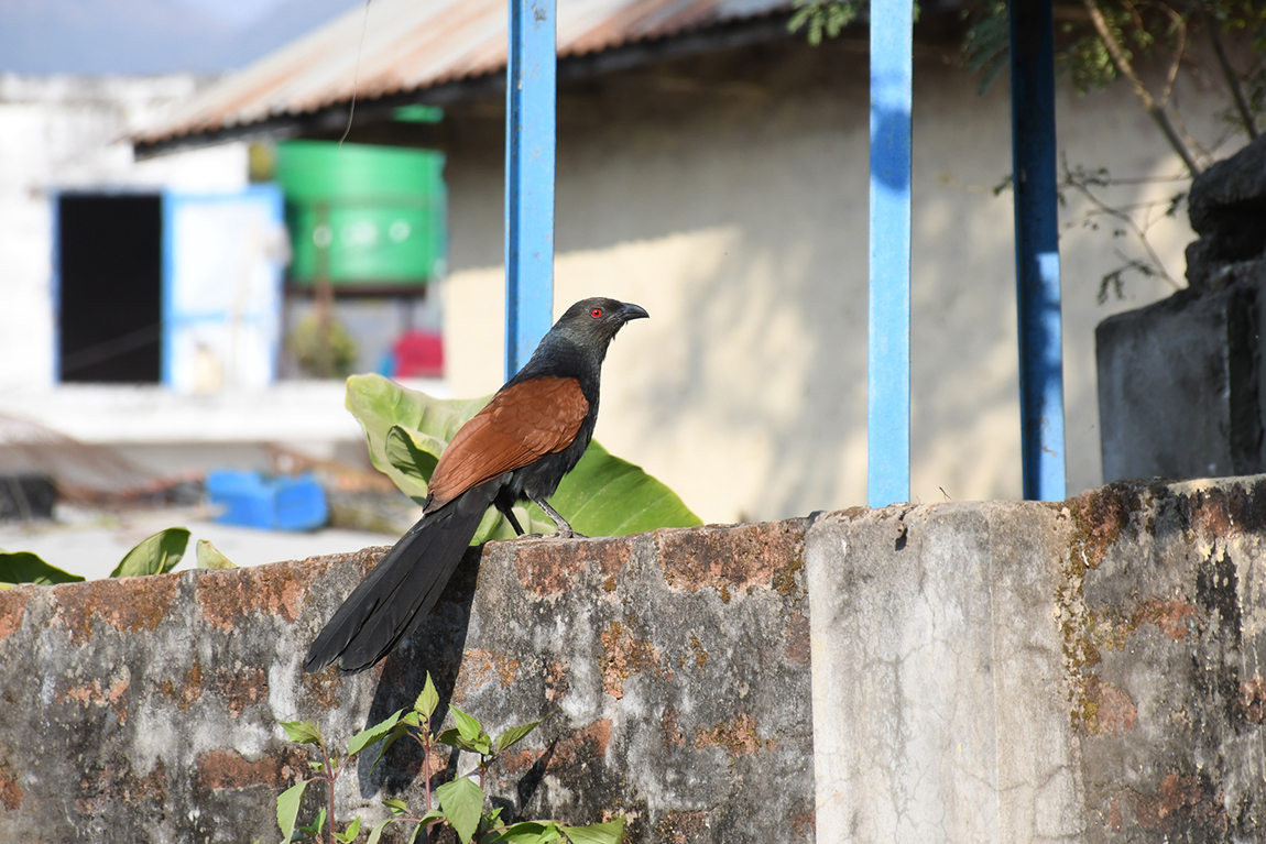 आजका तस्बिर- माघ १३