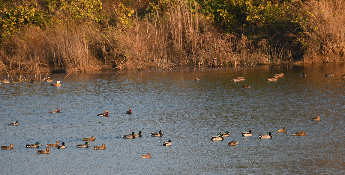 दाङको तुलसीपुर उपमहानगरपालिका–१४ स्थित खौसापुर कृत्रिम जलाशय क्षेत्रमा पानीमा खेलिरहेका आप्रवासी हाँस जातका पाहुना चराहरू। चिसोयाम सुरू भएसँगै उपयुक्त तापक्रम र सुरक्षित बासस्थानको खोजीमा नेपाल तथा छिमेकी मुलुकका उच्च हिमाली भू–भागबाट बसाइँ सरेर आएका सुनजुरे हाँस, हरियो टाउके, जलेवा, चखेवा र मरूल जातका चराहरू यस क्षेत्रमा देखिन थालेका छन्। तस्बिरः कुलदीप न्यौपाने/रासस