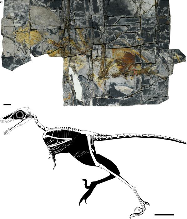 Low-Res_Photograph-of-the-fossil-skeleton-of-the-new-Jurassic-bird,-Yuezhuornis-yangyuanensis,-from-China-1792320226.jpg
