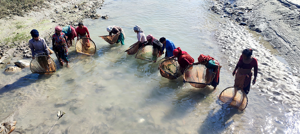 कञ्चनपुरको वेदकोट नगरपालिका–७ सुडास्थित महाकाली सिँचाइको पानी कम भएपछि माछा मार्दै रानाथारू महिला। तस्बिरः महादेव अवस्थी/रासस