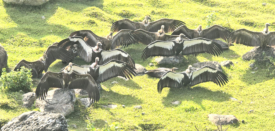 आजका तस्बिर- कात्तिक २१