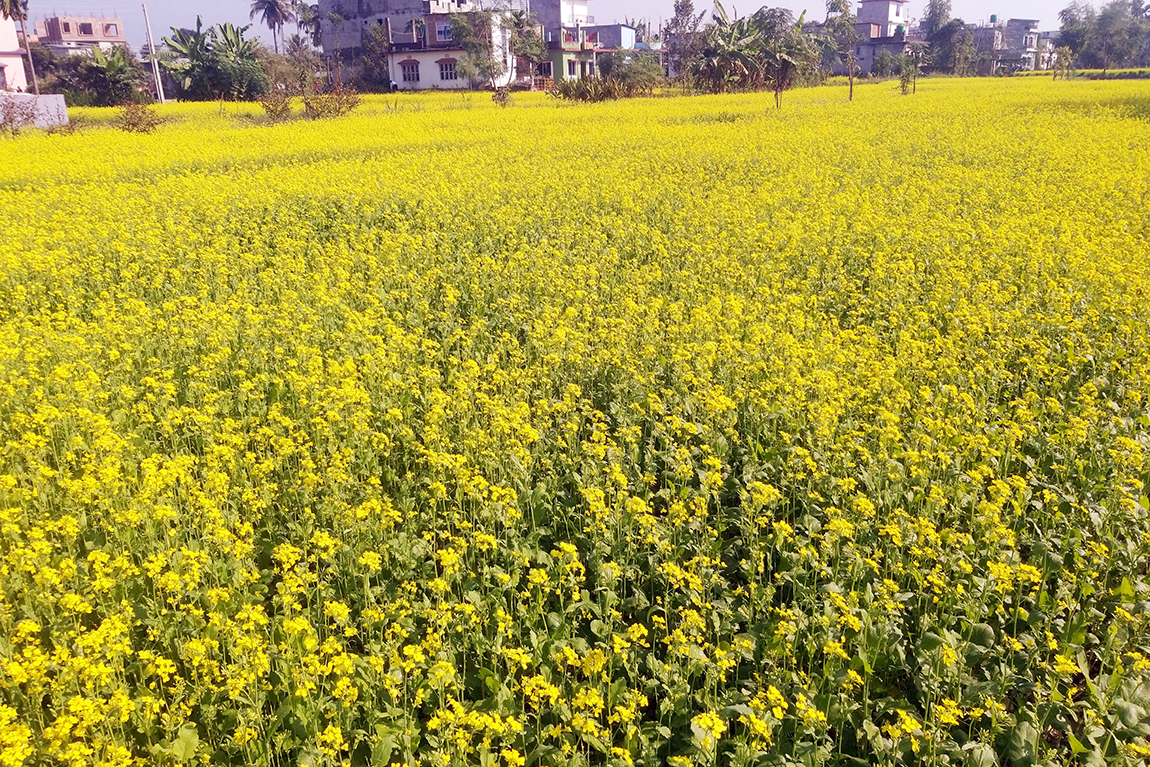 आजका तस्बिर- मंसिर १८