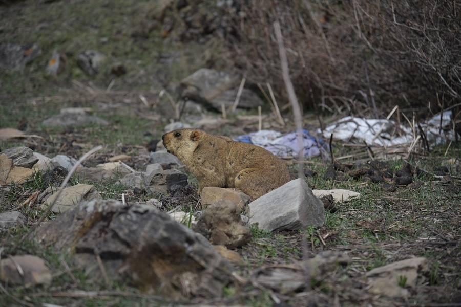 Manashlu-Trek-(13)-1779617142.jpg