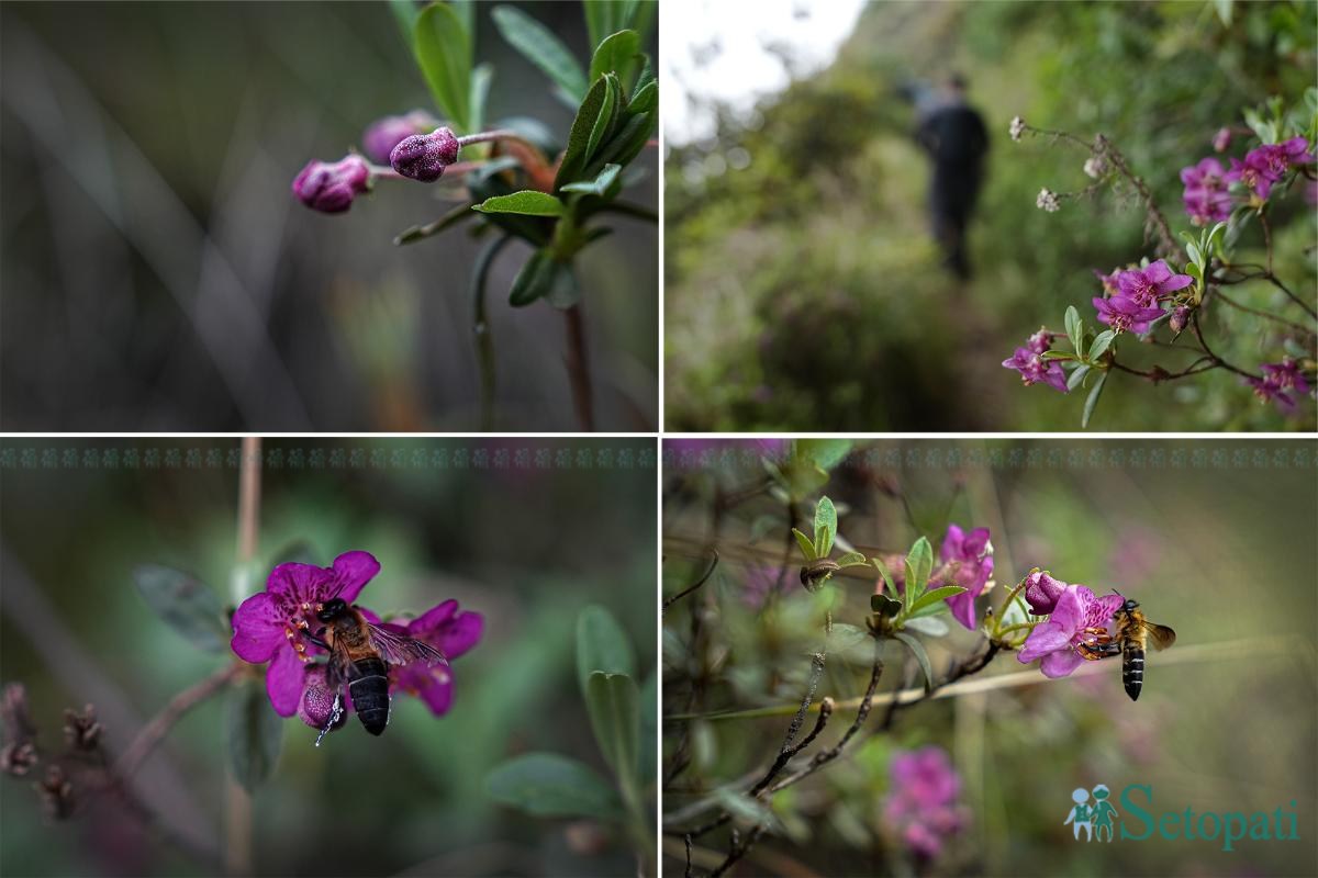 Merge_Flower_Helambu-trail_NPL-ink-1782540421.jpeg