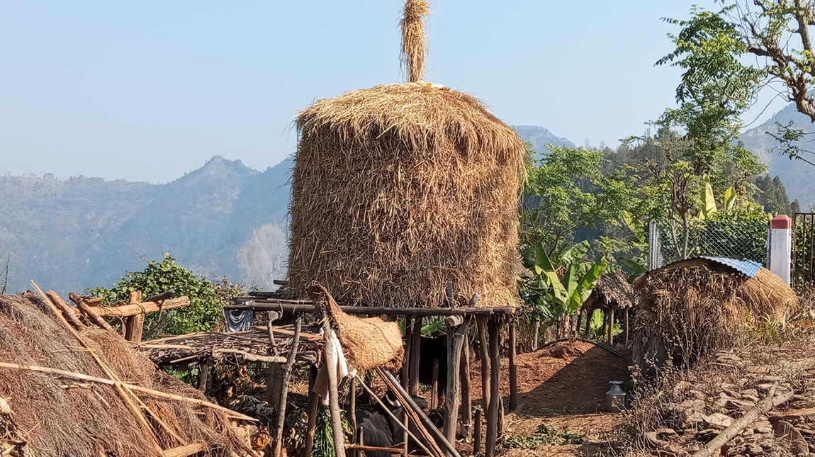 आजका तस्बिर- पुस १९