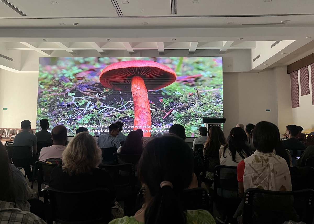 Mushroom4-1753806662.jpg