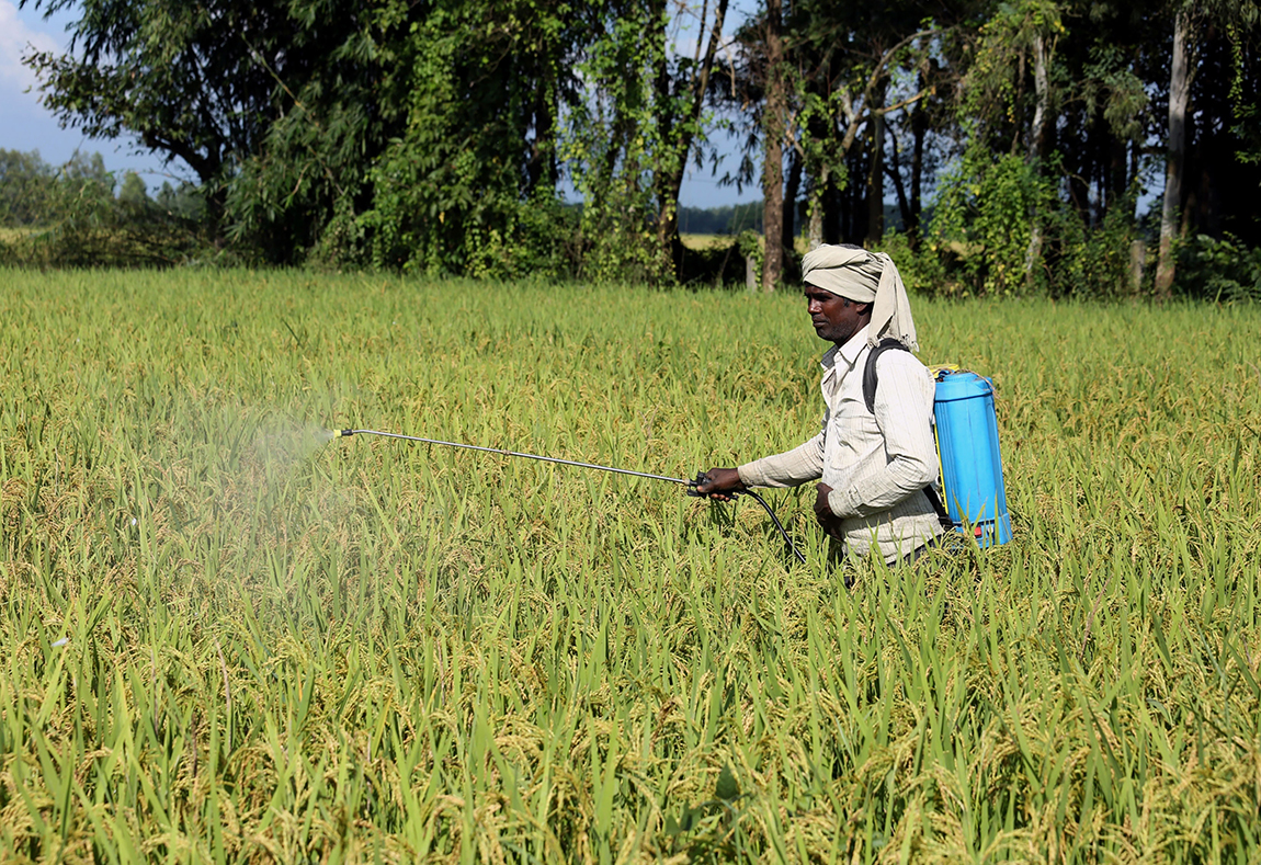 पाक्ने बेलाको धानमा फड्के कीराको प्रकोप बढेपछि सुनसरीको इनरुवा नगरपालिका-९ स्थित धानबालीमा विषादी छर्दै किसान। तस्बिर: नवीन गड्तौला/रासस
