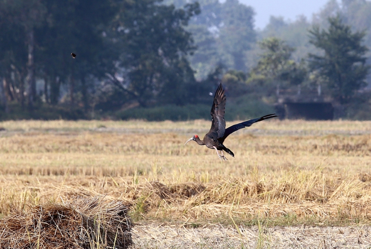 सुनसरीको इनरूवा नगरपालिका-९ मा आहाराको खोजीमा कर्रा साँवरी (रेड–नेप्ड आइविज) चरा। प्राय सुख्खा खेतहरूमा भेटिने यो चरा सामान्यतः जोडी वा सानो समूहमा देख्न सकिन्छ। तस्बिर: नवीन गड्तौला/ रासस