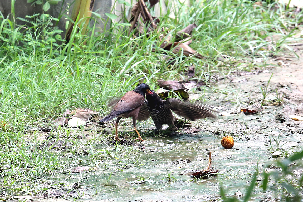 आजका तस्बिर- भदौ ३