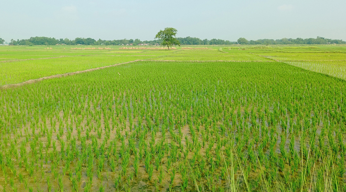 आजका तस्बिर- साउन २