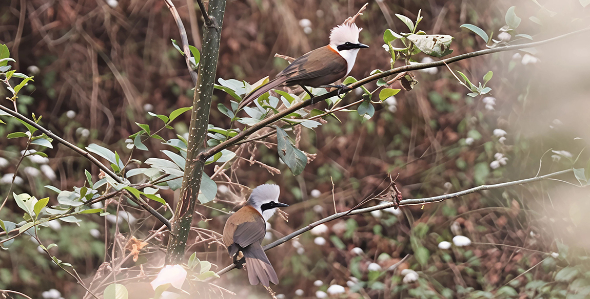 आजका तस्बिर- वैशाख १