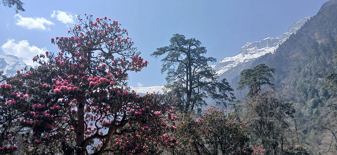 आजका तस्बिर- चैत १६