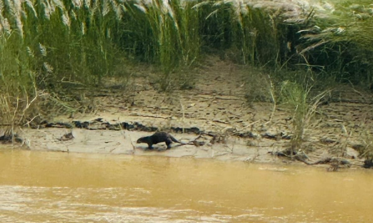 एक दशकभन्दा लामो समयपछि चितवनमा भेटिएको ओँत। तस्विर : मिलन तामाङ