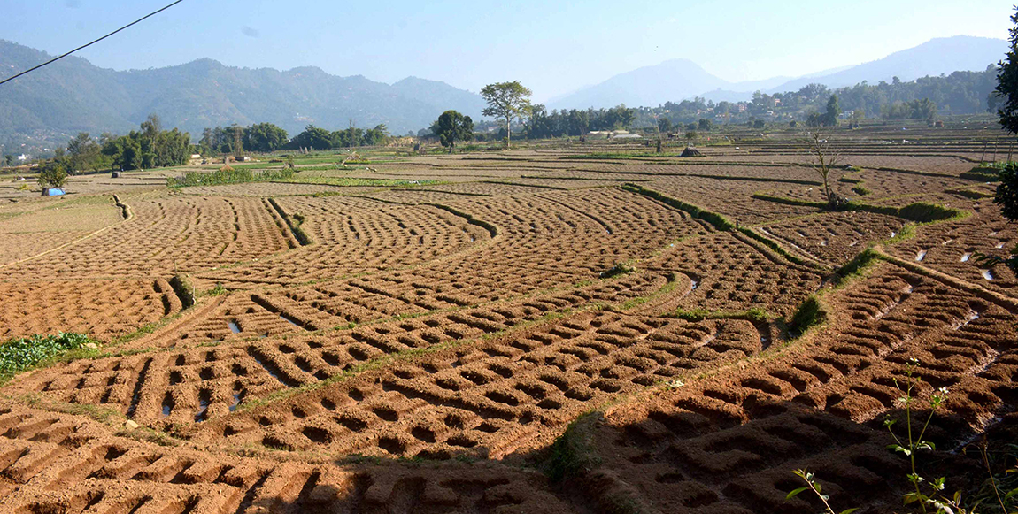 काभ्रेपलाञ्चोकको पाँचखाल नगरपालिका वडा नं ६ धोत्राबेसीस्थित आलु  रोपेको खेत। धान भित्र्याएपछि किसानले कतै आलु, कतै तरकारी खेती गरेका छन्। तस्बिरः पेमा लामा/रासस