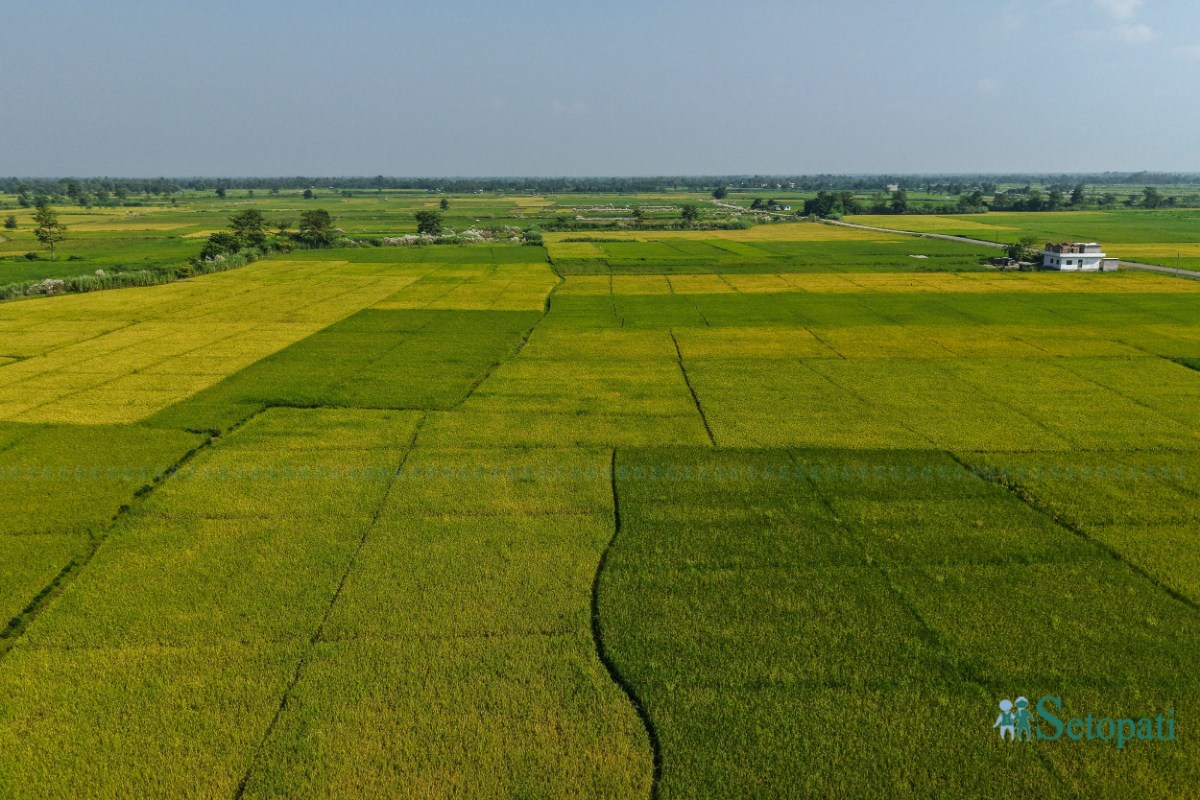 Paddy-Field-of-Bardiya_NPL-(1)-ink-1759140101.jpeg