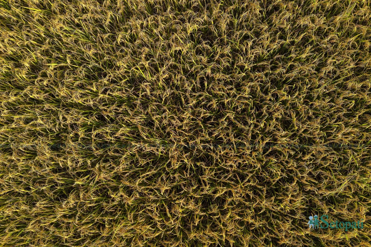 Paddy-Field-of-Bardiya_NPL-(11)-ink-1759140105.jpeg