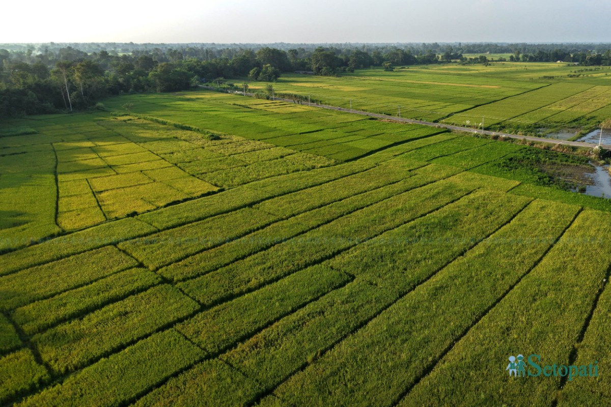 Paddy-Field-of-Bardiya_NPL-(12)-ink-1759140106.jpeg