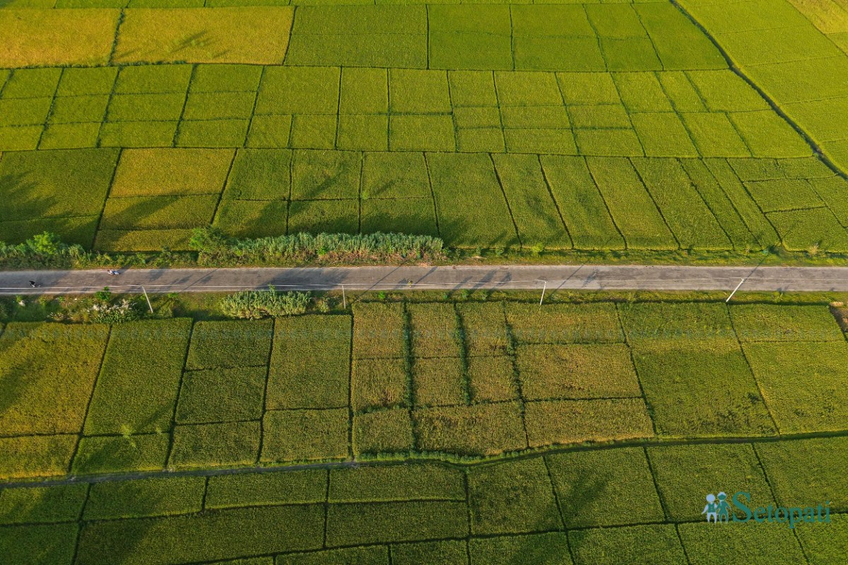 Paddy-Field-of-Bardiya_NPL-(13)-ink-1759140106.jpeg