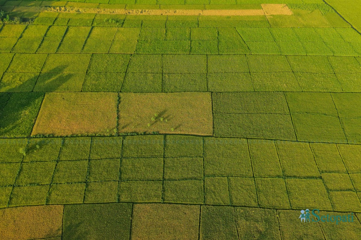 Paddy-Field-of-Bardiya_NPL-(14)-ink-1759140107.jpeg