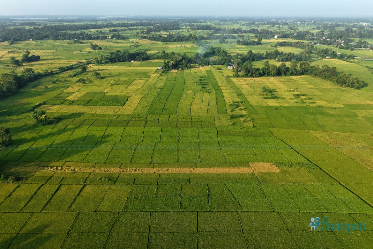 Paddy-Field-of-Bardiya_NPL-(15)-ink-1759140107.jpeg