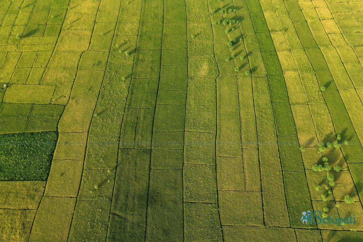Paddy-Field-of-Bardiya_NPL-(16)-ink-1759140108.jpeg