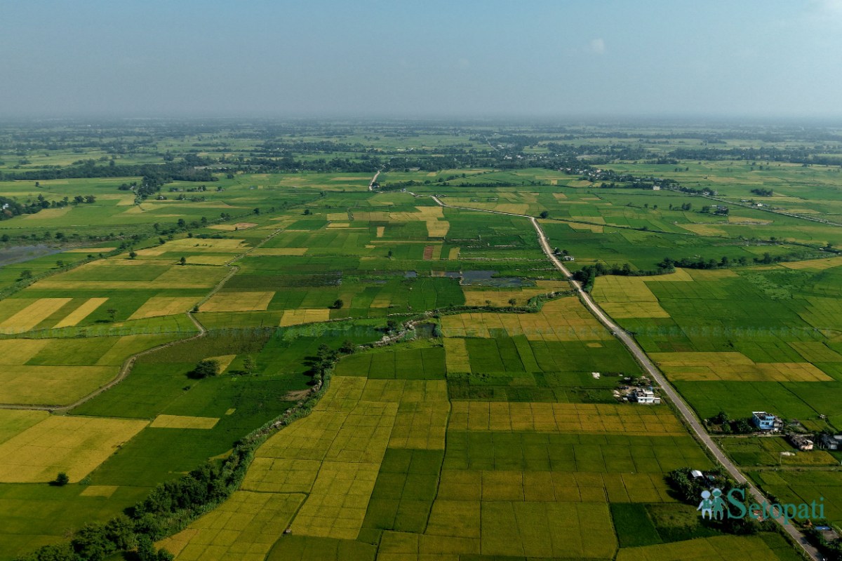 Paddy-Field-of-Bardiya_NPL-(2)-ink-1759140101.jpeg