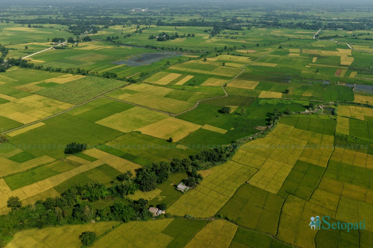 Paddy-Field-of-Bardiya_NPL-(3)-ink-1759140102.jpeg