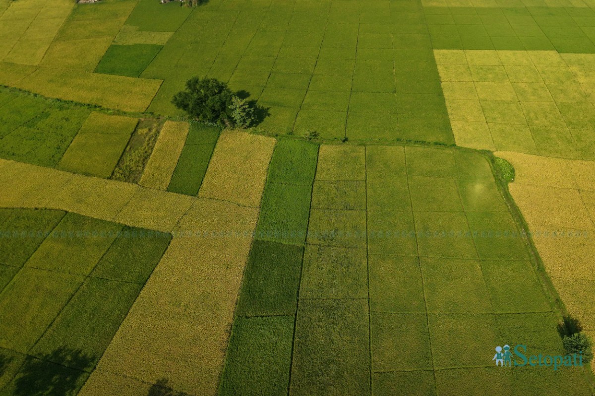 Paddy-Field-of-Bardiya_NPL-(5)-ink-1759140103.jpeg