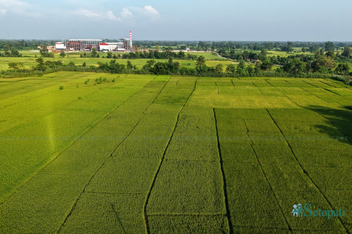 Paddy-Field-of-Bardiya_NPL-(6)-ink-1759140103.jpeg