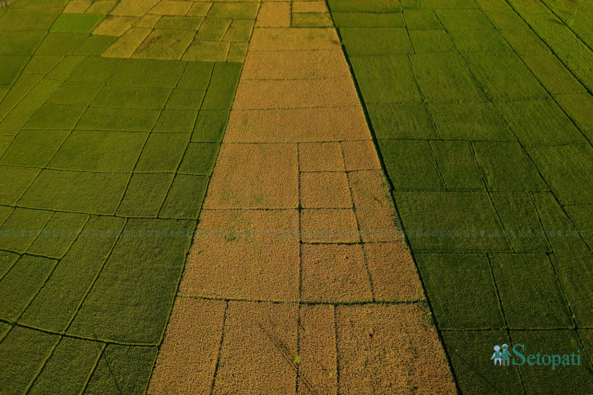 Paddy-Field-of-Bardiya_NPL-(7)-ink-1759140103.jpeg