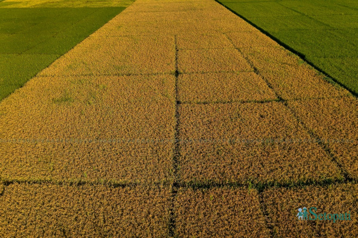 Paddy-Field-of-Bardiya_NPL-(8)-ink-1759140103.jpeg