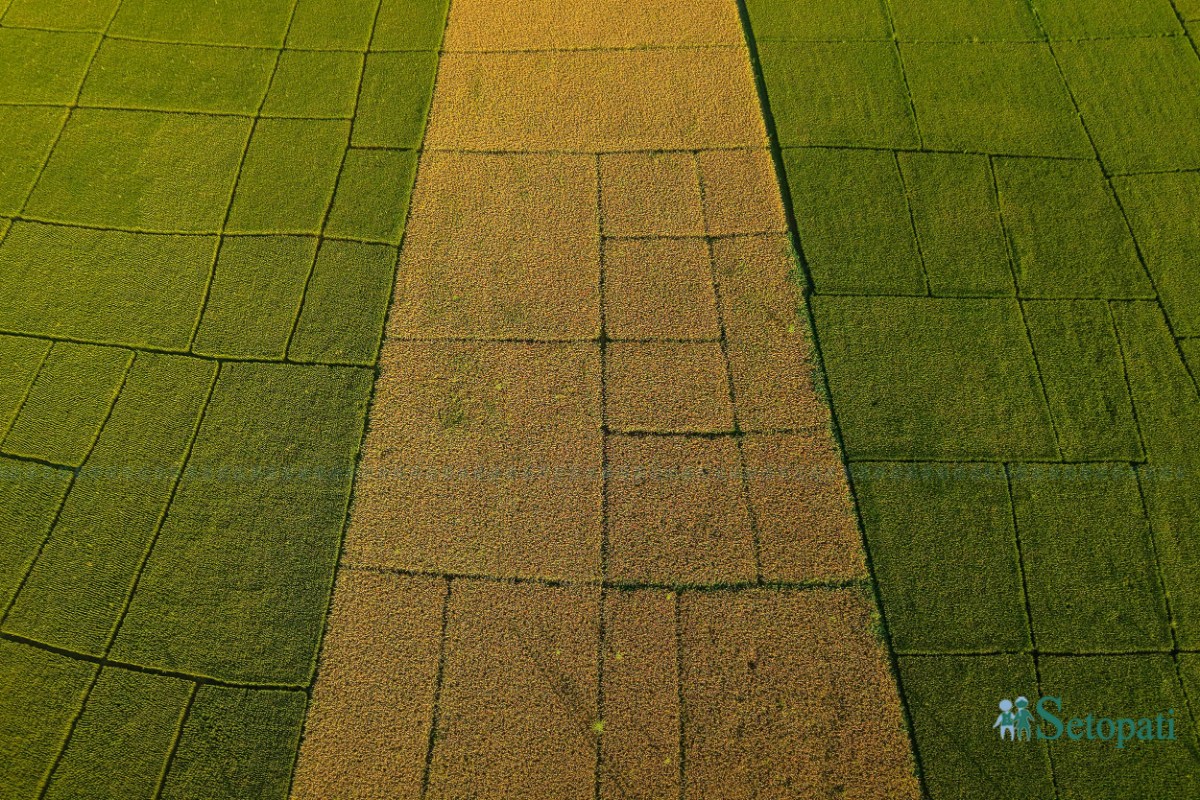Paddy-Field-of-Bardiya_NPL-(9)-ink-1759140104.jpeg