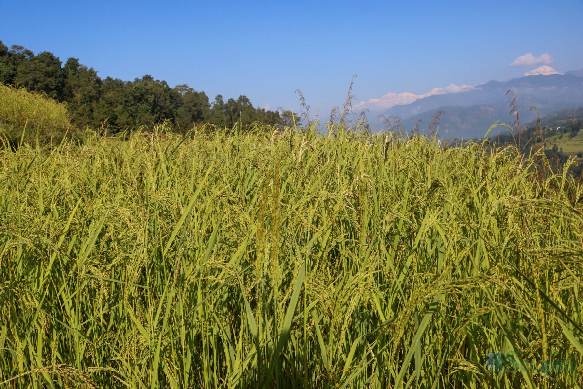 Paddy-and-Millet-Photos-Parbat_NPL-04-ink-1792728918.jpeg