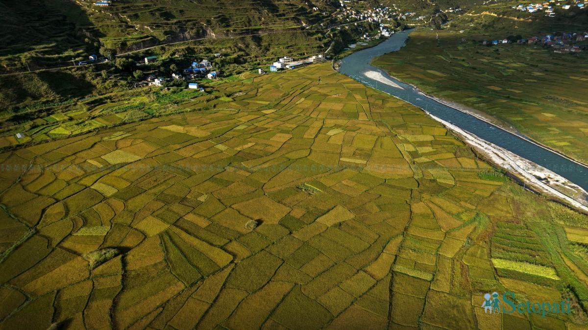Paddy-fild_Jumla_PCT_NPL-(11)-ink-1791012132.jpeg