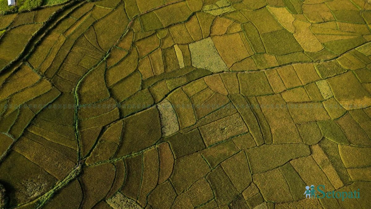 Paddy-fild_Jumla_PCT_NPL-(12)-ink-1791012132.jpeg