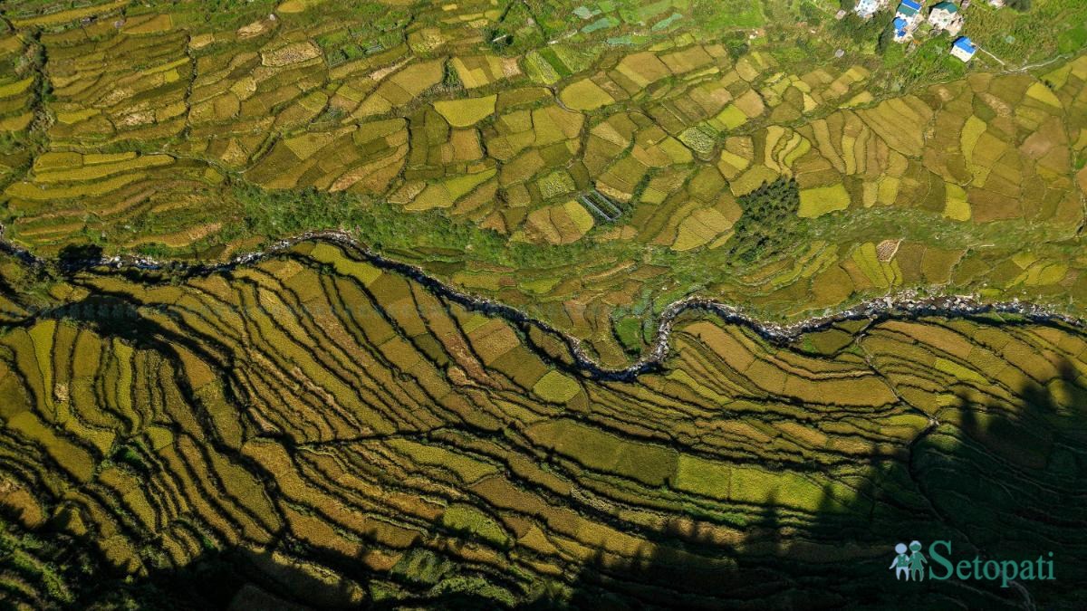 Paddy-fild_Jumla_PCT_NPL-(17)-ink-1791012133.jpeg