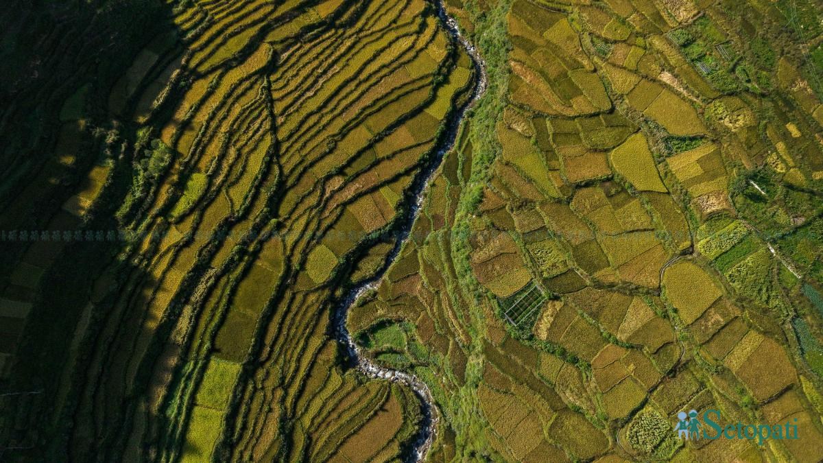 Paddy-fild_Jumla_PCT_NPL-(18)-ink-1791012133.jpeg