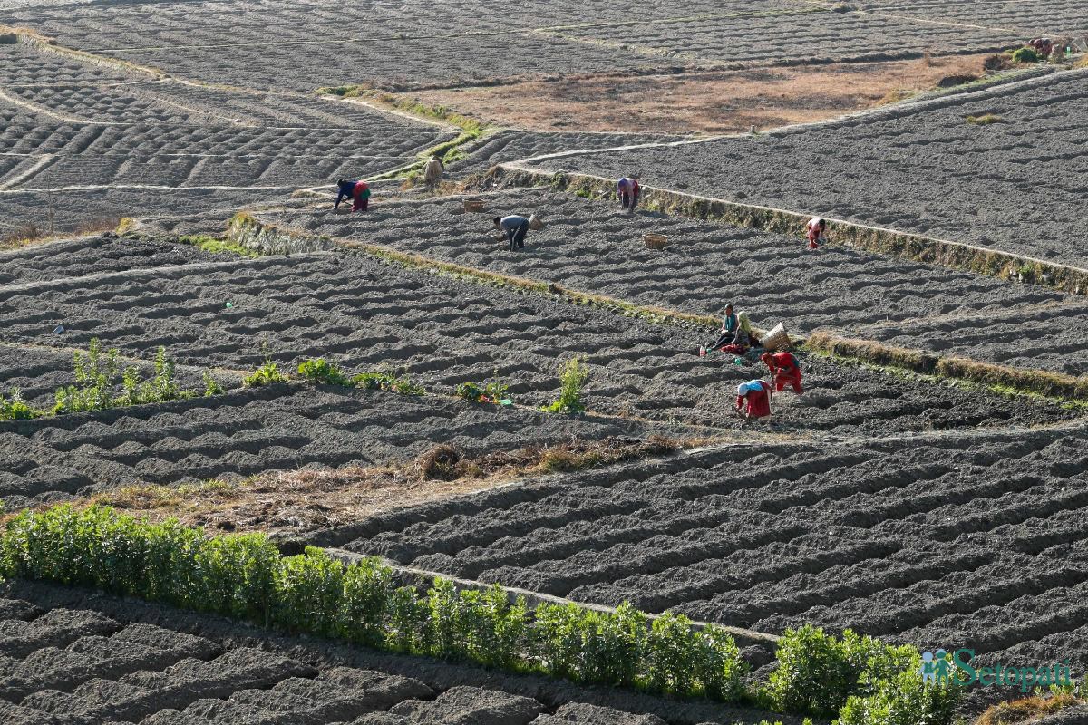Potato-Farming,-Photo-Nepal-Photo-Library.3-ink-1736576662.jpeg