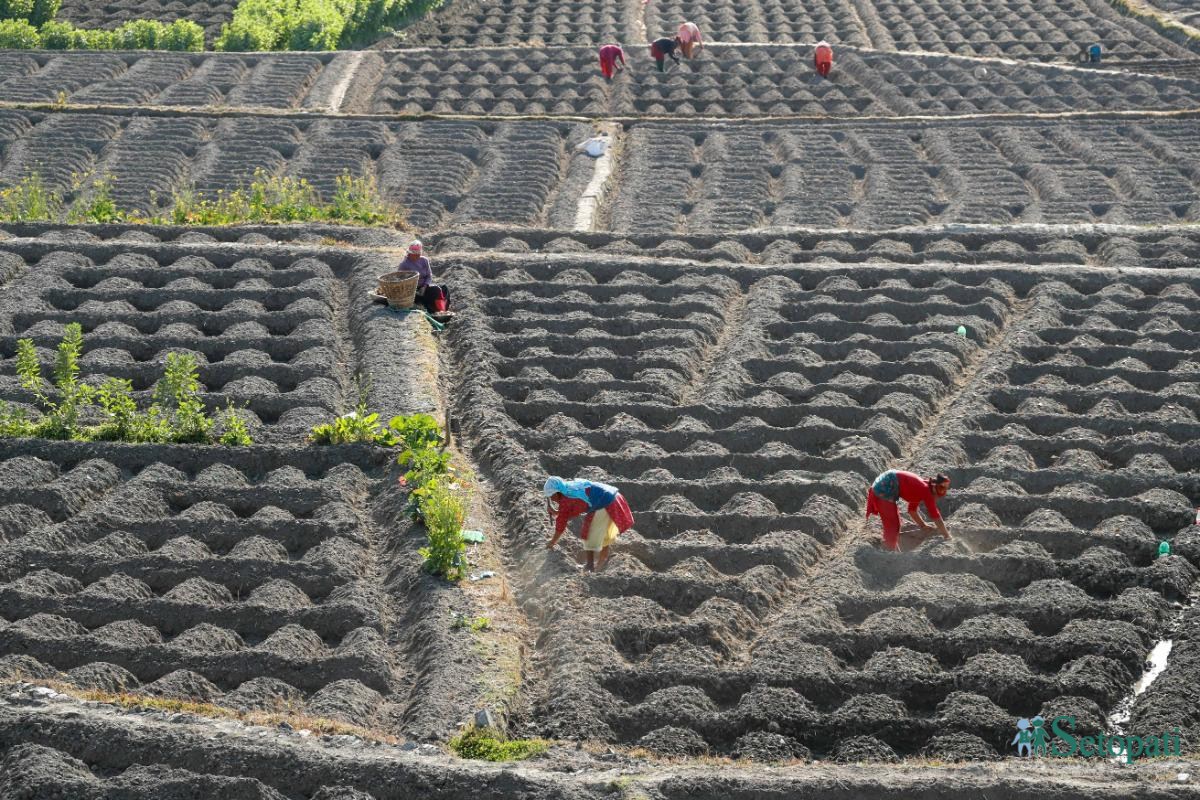 Potato-Farming,-Photo-Nepal-Photo-Library.8-ink-1736576666.jpeg