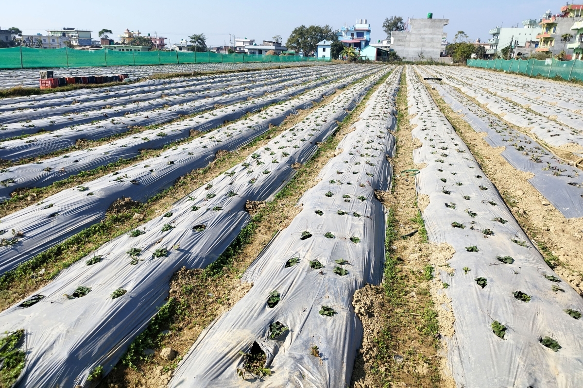 दाङको घोराही उपमहानगरपालिका- १५ गुलरियामा मल्चिङ विधिबाट गरिएको स्ट्रबेरी खेती। मल्चिङ विधिबाट खेती गर्दा घाँस नउम्रने भएकाले उत्पादन राम्रो हुने किसान बताउँछन्। तस्बिरः रञ्जिता अधिकारी/ रासस