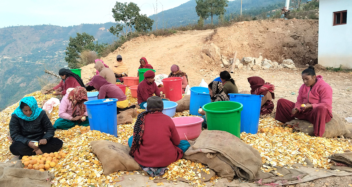 रामेछापको मन्थली डिलक्स एग्रो फरेष्ट्री प्रालिले रामेछाप नगरपालिका–७ सुकाजोरमा पेलेर जुस बनाउन जुनारकाे बाेक्रा फाल्दै स्थानीय महिला श्रमिक। यस प्रालिले  हरेक वर्ष सिजनमा जुनार पेलेर रस बनाएर राख्ने  र फागुन महिनादेखि  तयार जुस बजारमा बिक्री गर्ने गरेको छ। तस्बिरः रमेश ढुंगेल/रासस