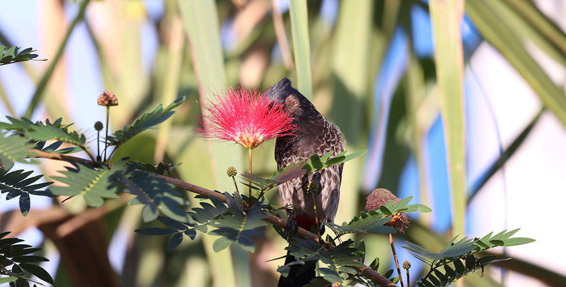 आजका तस्बिर- मंसिर १