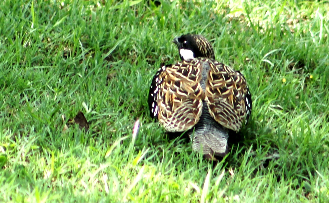 आजका तस्बिर- जेठ १८