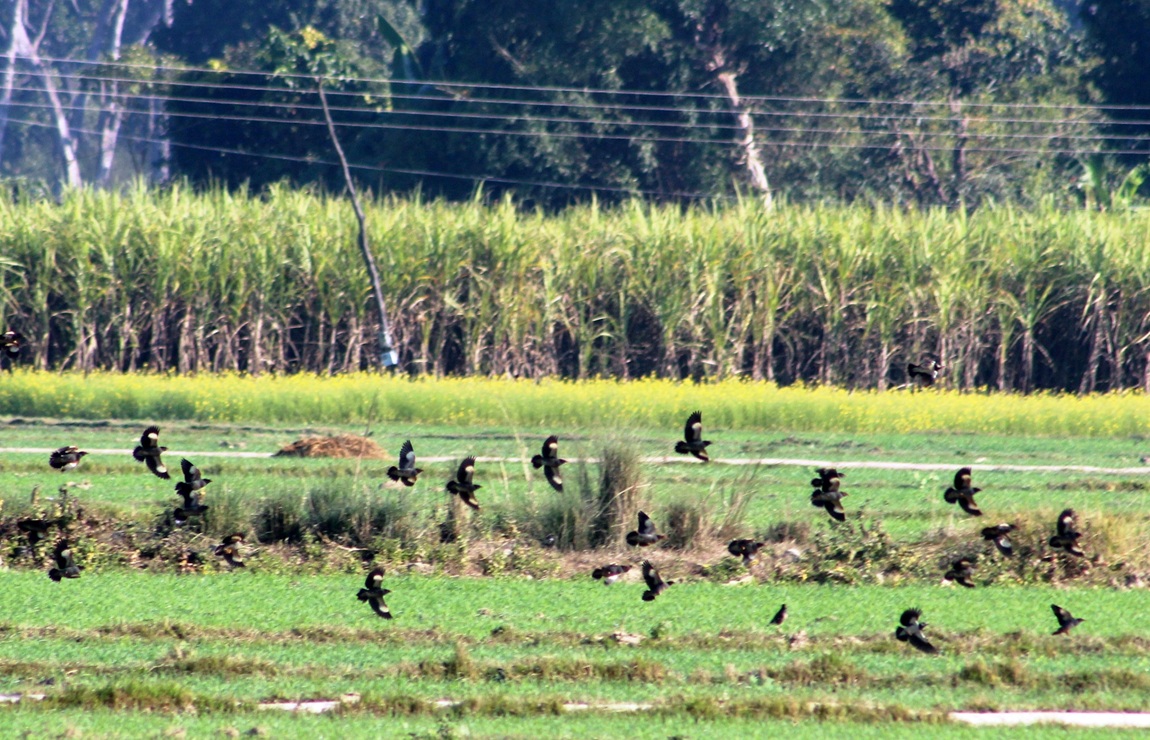 कञ्चनपुरको कृष्णपुर नगरपालिका–२ स्थित किसानको खेतमा आहारा खोज्न आएका मैना चराको बथान। तस्बिर: राजेन्द्रप्रसाद पनेरू/ रासस