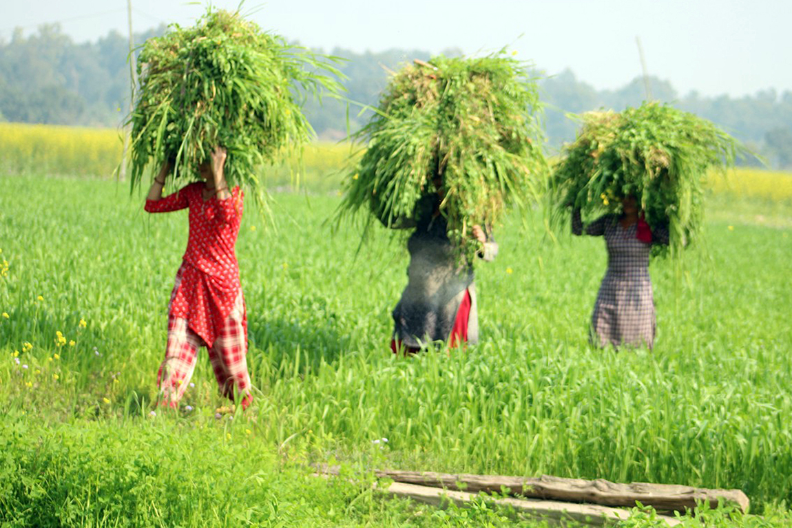 आजका तस्बिर- फागुन ४