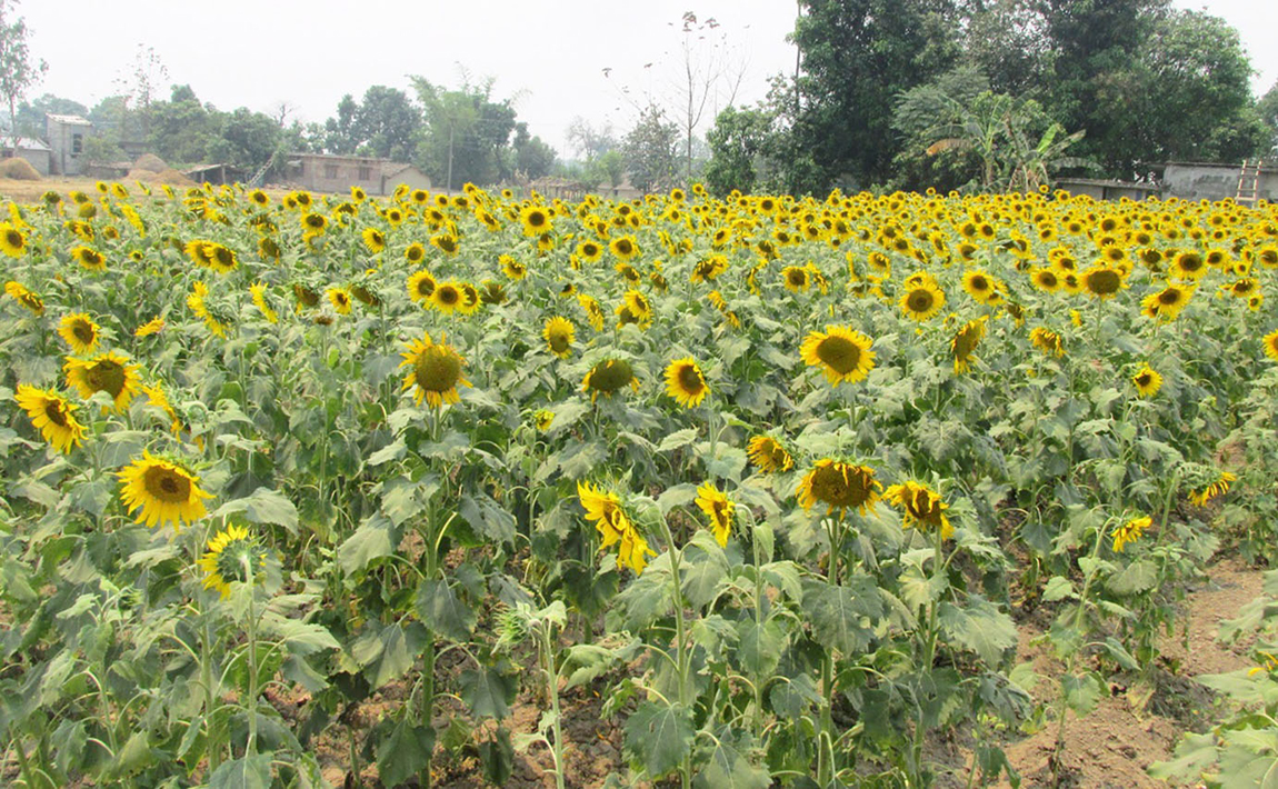 आजका तस्बिर- वैशाख १८