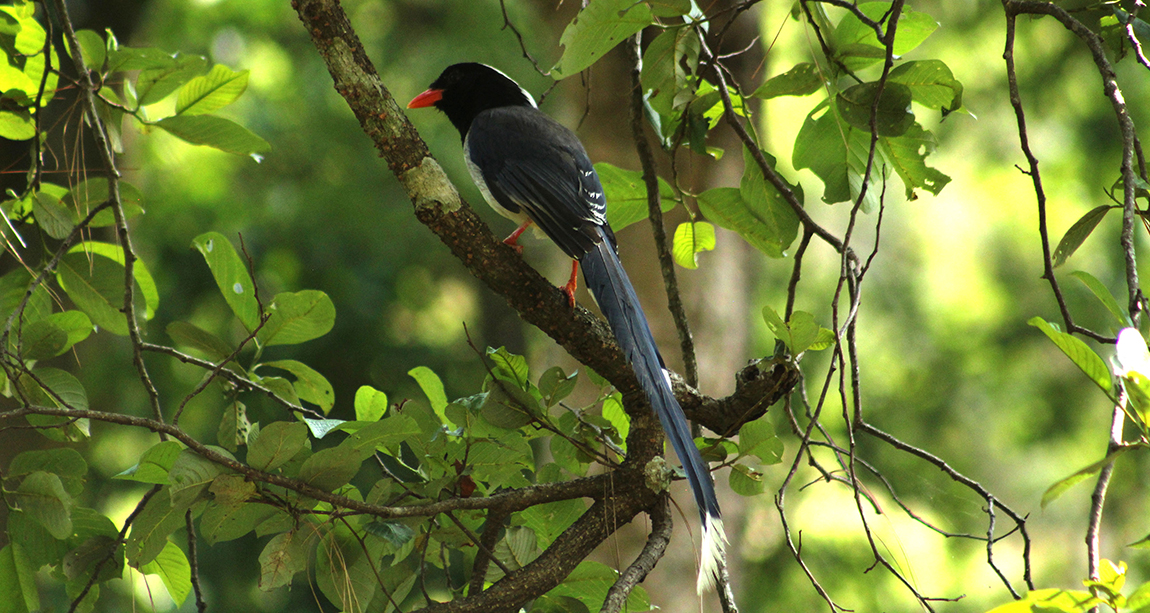 आजका तस्बिर- जेठ २६