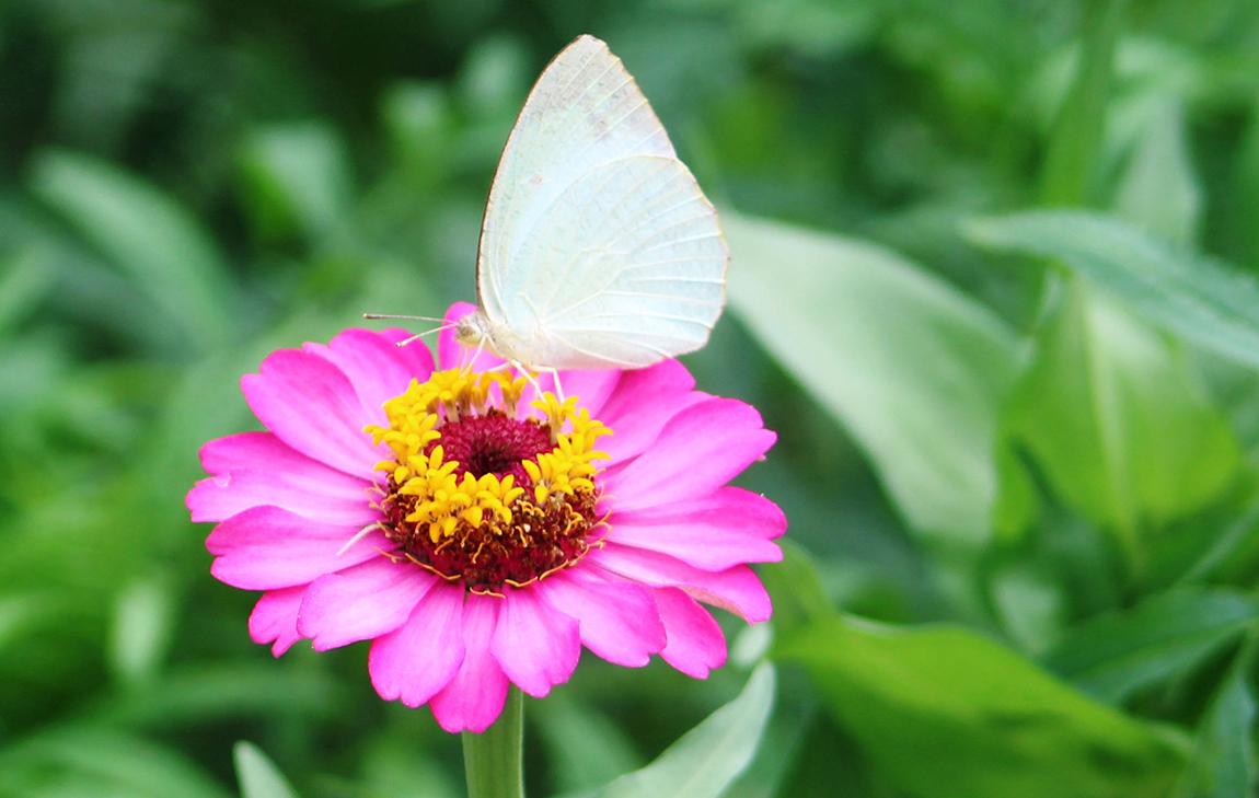 आजका तस्बिर- भदौ १६