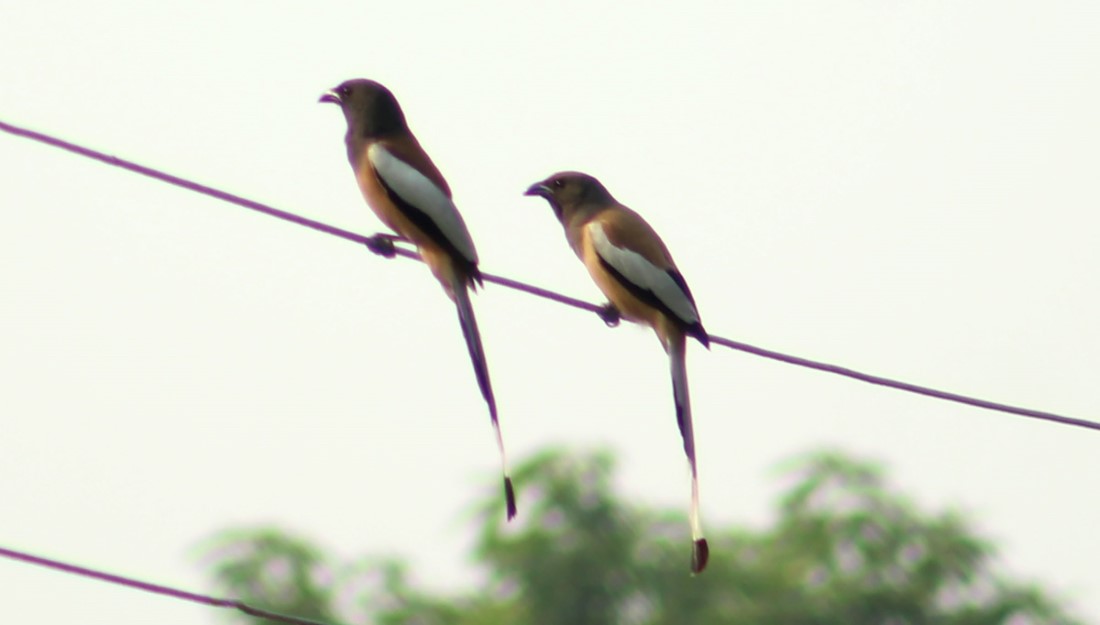 आजका तस्बिर- जेठ १